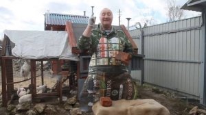 Кормлю кур несушек кирпичами. )))