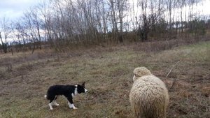 Отвага и мужество. Бордер колли Чойс против барана