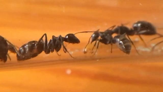 МУРАВЬИ ГЛАДИАТОРЫ - КАМПАНОТУС ВАГУС смотреть онлайн