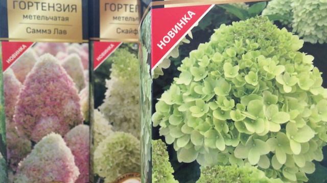 Великолепные сорта ГОРТЕНЗИЙ с подробными характеристиками. Большой обзор