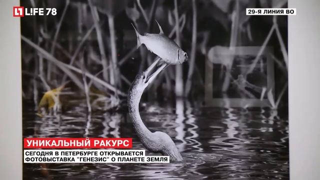 Фотовыставка "Генезис" открылась в Петербурге смотреть онлайн