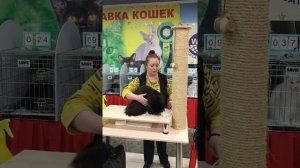 Черный мейн кун Кот Бегемот питомника GardarikaTails на выставке кошек