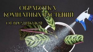 Большая обработка растений от вредителей