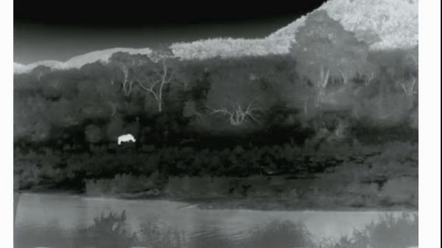 Dvtel Thermal Video of Rhino смотреть онлайн