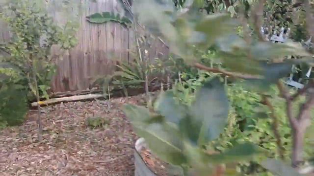 Gonza Gardens & Food Forest | Week 32 смотреть онлайн