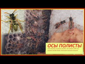 Осы полисты, осиное гнездо / что внутри осиного гнезда