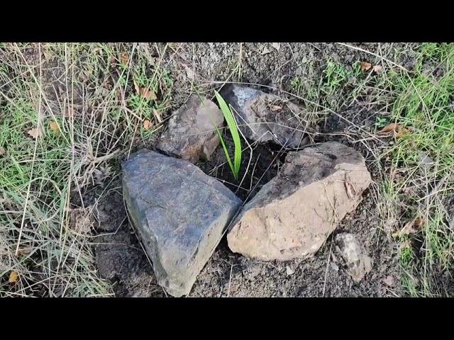 Сажаю финики в народном лесосаду!