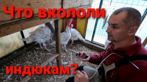 ВЫРАСТИЛИ ГИГАНТСКИХ БРОЙЛЕРОВ / ЧЕМ УКОЛОЛИ ИНДЮКОВ? / ПРОРАСТИЛИ И ПОСАДИЛИ КАРТОШКУ