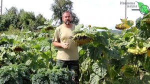 ОБЕЗЗАРАЖИВАНИЕ ПОЧВЫ ОТ БОЛЕЗНЕЙ И КЛЕЩЕЙ БЕЗ ПРЕПАРАТОВ и ХИМИИ. Простой способ, доступный всем.