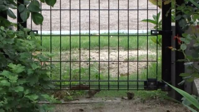 6月28日しょうもない映像　SONY CYBERSHOT　WX-60 смотреть онлайн