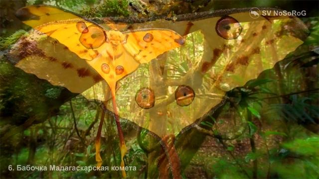 Бабочки Мадагаскарская комета