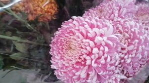 Краснодар цветочный рынок Ч 2 Обзор цветов для срезки  21 11 21г