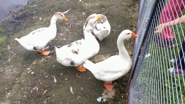 Омск Большеречье Зоопарк