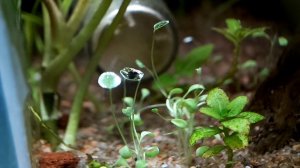 Светящийся листик