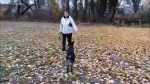 Немецкие овчарки рабочего разведения.