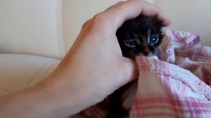 КОТЁНКА ЧУТЬ НЕ СЪЕЛА СОБАКА.