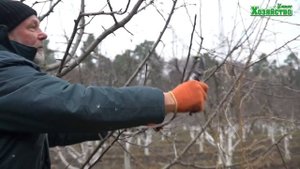 Как качественно обрезать Яблоню ?