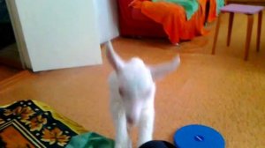 Козленок играет дома