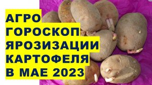 Агрогороскоп яровизации - озеленения картофеля перед посадкой в мае 2023 года