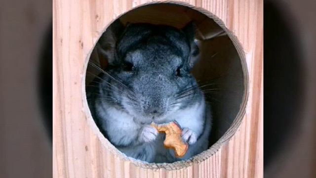 Про Viki Show //Вишенки Show смотреть онлайн