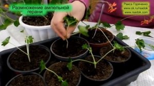 Размножение ампельной герани