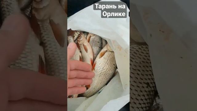 Тарань на Орлике. #рыбалка #verguntv #рыбалка_в_каменском #vlog_рыбалка #весенний_клев