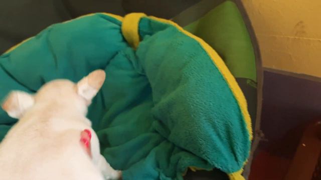 продажа чихуахуа щенки мальчики и девочка, питомник собак Кастропуло Крым Симферополь 89787458062 смотреть онлайн