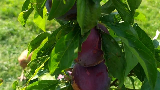 Вступ в плодоношення дворічної дерева диплоїдної сливи сорту "Бербанк Гігант" смотреть онлайн