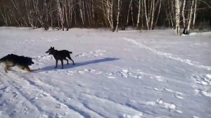 Прогулка морозным мартовским утром.