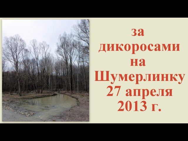 За дикоросами на Шумерлинку 27 апреля 2013