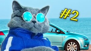 Purrfect #2 (funny cats compilation) приколы с котами 2022!