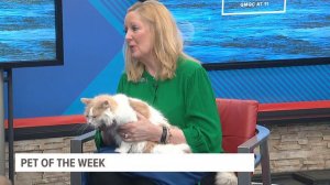 PET OF THE WEEK: Petunia