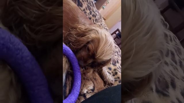 Пёсик шкодник. смотреть онлайн