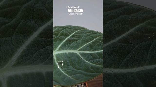 Алоказия регинула 'Блэк Вельвет' (Alocasia reginula 'Black Velvet') @FlowersLand