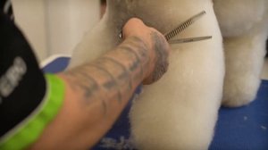 Мастер-класс по стрижке пуделя Скандинавский лев