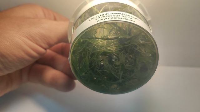 Живое аквариумное растение Криптокарина Тропика меристемное