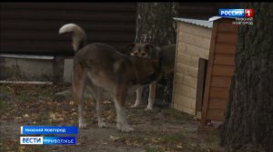 Куда обращаться, если вас укусила собака?