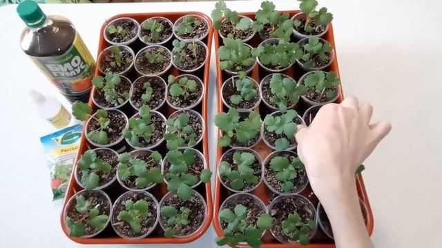 Земляника из семян. Чем подкармливаю свою рассаду.