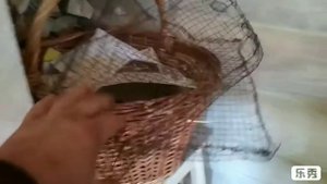 Самый простой способ сушки грибов
