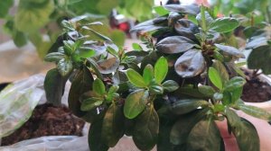 Не выбрасывайте азалию, которая начала сбрасывать листья