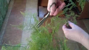 Аспарагус Перистый Плюмозус, Asparagus Plumosus Обрезка, формирование