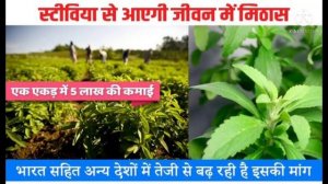 Stevia plants all india Supply 9893232938@hitechkisani