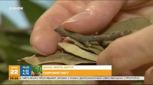 Как правильно выбрать лавровый лист - Советы экспертов