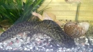 тритоны испанские