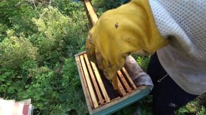 Улей после подкормки пчел сиропом