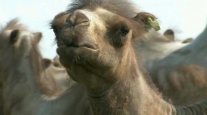 Разведением верблюдов занялись фермеры в Волгоградской области