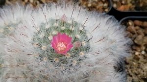 Маммиллярия бокасана розеифлора