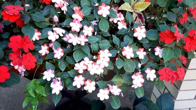 ЦВЕТОЧНЫЙ МИКС. ЛЕТО 2020. ЭУСТОМА.. БАЛЬЗАМИНЫ.. КОЛЕУСЫ.. смотреть онлайн