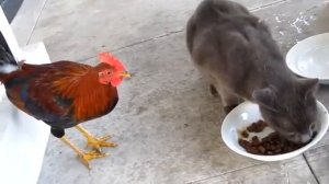 Смешные животные   Петух против кота    Funny animals video   Chicken vs Cat