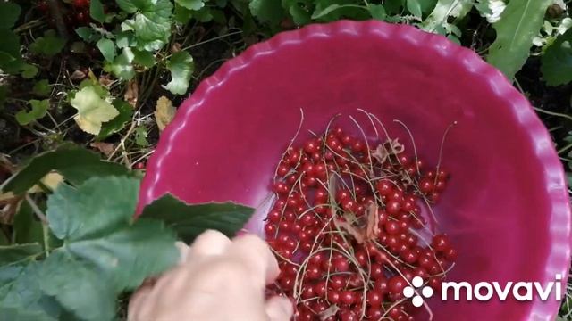 Нитраты в покупных овощах, а ВЫ ЗНАЛИ, что фарш краснеет если.. Красная смородина созрела. смотреть онлайн